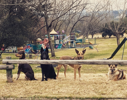 Training & Her Tribulations