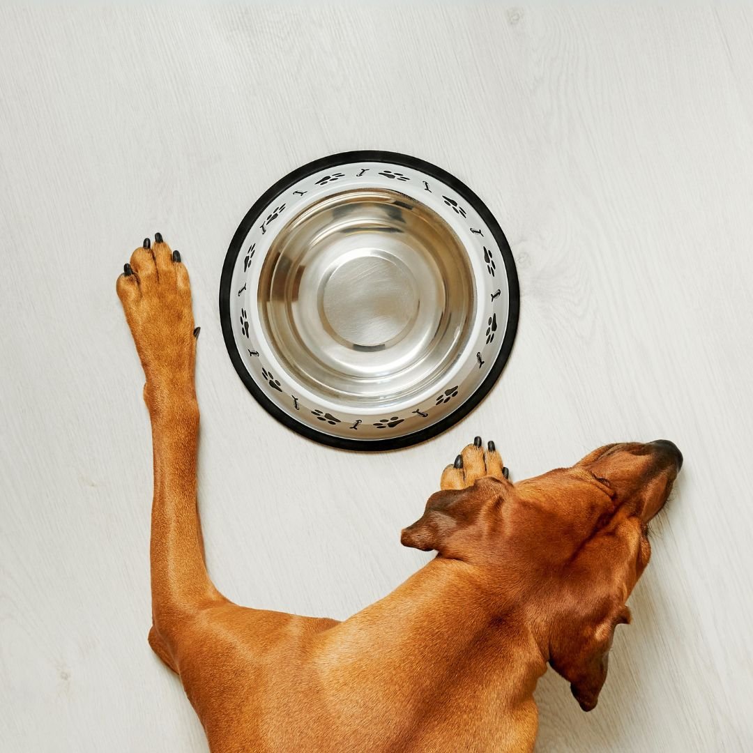 Your Dog and Intermittent Fasting
